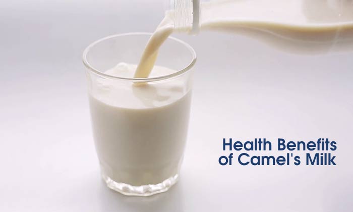 Health Benefits of Camel's Milk