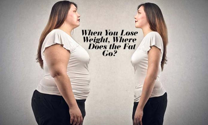 When You Lose Weight, Where Does the Fat Go?