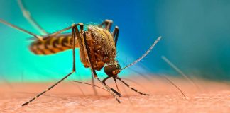 malaria parasites being resistant to drug