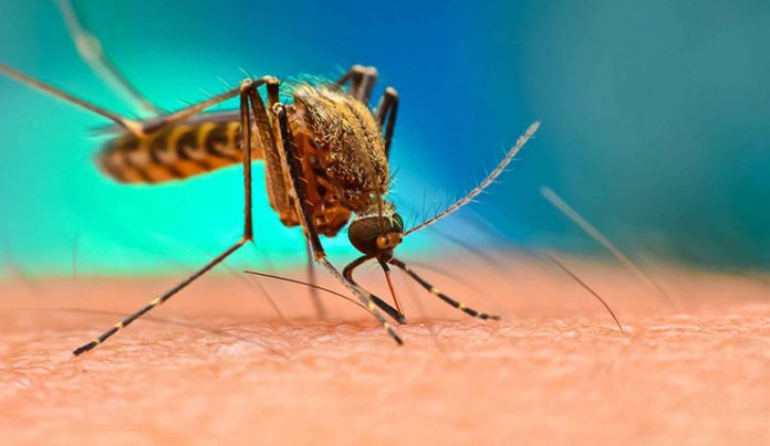 malaria parasites being resistant to drug