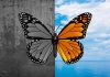 bipolar disorder
